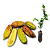 Muda de Guajilote ou Bananinha  Cana - Imagem 1