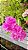 Muda Primavera  Pink Dobrada P4 Bougainvillea  Estaquia - Imagem 3