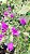 Muda de Primavera Variegata Lilas P2 Bougainvillea  Clonada estaca - Imagem 4