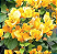 Muda Primavera Laranjada Arbusiva  P3( Bougainvillea spectabilis ) - Imagem 2