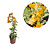 Muda Primavera Laranjada  Arbusiva   variegata P5  Bougainvillea-estaquia - Imagem 1