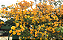 Kit 3 Mudas 1 Primavera Amarela P3 1 Primavera Lilas 1 Primavera Vermelha Clonada - Imagem 6