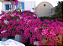 Kit 3 Mudas 1 Primavera Amarela P3 1 Primavera Lilas 1 Primavera Vermelha Clonada - Imagem 5