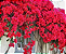 Kit 3 Mudas 1 Primavera Amarela P3 1 Primavera Lilas 1 Primavera Vermelha Clonada - Imagem 2