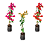 Kit 3 Mudas 1 Primavera Amarela P3 1 Primavera Lilas 1 Primavera Vermelha Clonada - Imagem 1