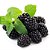 Muda Amora sem Espinho Rubus Inermis Estaquia - Imagem 1