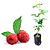 Muda de Framboesa Europeia (Rubus idaeus) – Clonada por Estaca - Imagem 1