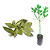 Muda de Louro - Laurus Nobilis  Enxerto Alporquia - Imagem 1