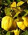 Muda Marmelo  Amarelo Portugal Clone Estaquia - Imagem 1