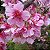 Muda de Cerejeira Japonesa Ornamental Sakura Rosa Enxertada - Imagem 1