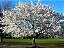 Muda de Cerejeira Japonesa Sakura Branca de Flor Dobrada - Enxertada - Imagem 3