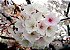 Muda de Cerejeira Japonesa Sakura Branca de Flor Dobrada - Enxertada - Imagem 1