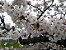 Muda de Cerejeira Japonesa Sakura Branca de Flor Dobrada - Enxertada - Imagem 2