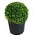 Muda de Buxus (P) - Imagem 1