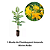 Kit 1 muda Framboyant Amarelo mirim Anã+ 1 adubo formula 7-28-14 completo para frutifera - Imagem 3