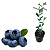 Muda de Mirtilo Powerblue Premium-Clonada - Imagem 1