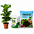 Kit Ficus Lyrata Banbino +Netriverde + Adubo Orgânico - Imagem 1