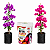 Kit 2 Mudas Primavera Pink e Lilás Clonadas + Adubo Nutriflores Premium - Imagem 1