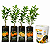 Kit 4 Mudas Cítricas Enxertadas + Fertilizante Nutrifrutas 420g - Imagem 1