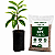 Kit muda Graviola Branca + Adubo completo 7-28-14 com 100g - Imagem 1