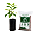 Kit muda Graviola Branca + Adubo completo 7-28-14 com 100g - Imagem 1