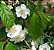 Muda De Guabiroba Branca ou Maracuja( Campomanesia neriiflora ) - Imagem 3