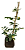 Muda de Jasimim Pandora Variegata – Folhagem - Imagem 4