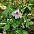 Muda de Jasimim Pandora Variegata – Folhagem - Imagem 2
