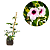 Muda de Jasimim Pandora Variegata – Folhagem - Imagem 1