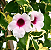 Muda de Jasimim Pandora Variegata – Folhagem - Imagem 3