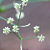 Muda de Ginseng Coreano – Planta Medicinal (Panax ginseng) - Imagem 3