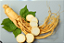 Muda de Ginseng Coreano – Planta Medicinal (Panax ginseng) - Imagem 5