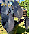 Muda Colocasia Esculenta Black Magic - Imagem 5