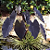 Muda Colocasia Esculenta Black Magic - Imagem 6