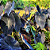 Muda Colocasia Esculenta Black Magic - Imagem 7