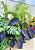 Muda Colocasia Esculenta Black Magic - Imagem 4