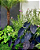 Muda Colocasia Esculenta Black Magic - Imagem 3