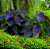 Muda Colocasia Esculenta Black Magic - Imagem 2