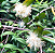 Muda de Cambucá de Praia – Myrciaria strigipes - Imagem 7