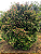 Muda de Cambucá de Praia – Myrciaria strigipes - Imagem 6
