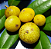 Muda de Cambucá de Praia – Myrciaria strigipes - Imagem 2