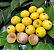 Muda de Cambucá de Praia – Myrciaria strigipes - Imagem 3