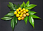 Muda de Cambucá de Praia – Myrciaria strigipes - Imagem 4