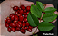 Muda de Fruta do Mistério (Synsepalum sp.) - Imagem 4