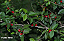 Muda de Fruta do Mistério (Synsepalum sp.) - Imagem 3