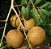 Muda de Longana Lichia Branca Gigante do Havaí (Dimocarpus longan) - Imagem 2