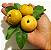 Muda de Umkolo Maçã Kei / Dovyalis Amarelo (Dovyalis caffra) - Imagem 4