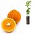 Muda de Laranja Carambola Enxertada - Imagem 1