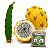 Kit 1 Muda Pitaya Golden Amarela Hibrida sem Espinhos + 100g Adubo completo - Imagem 1