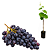 Muda de Uva Couderc Tinto – Enxertada - Imagem 1